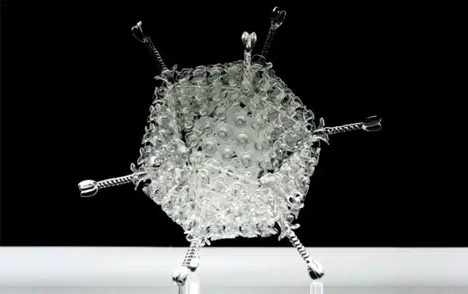 Jerram - Microbiology Glass - Adenovirus
