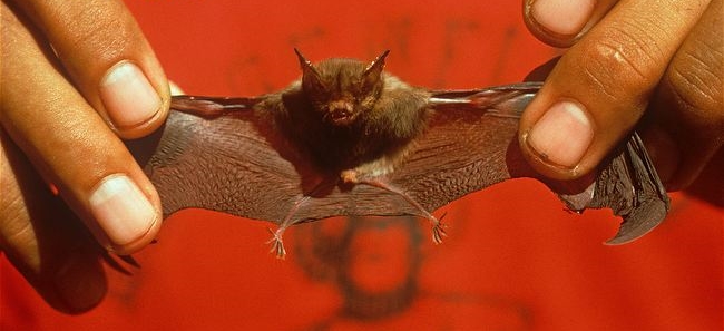 Smallest Things - Bat - Kitti's hog-nosed bat