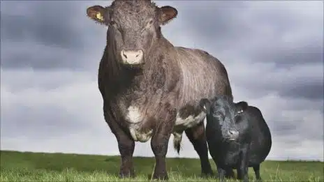 Smallest Things - Cow - Dexter Swallow
