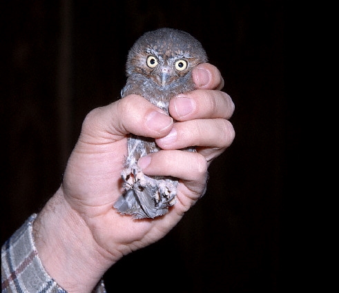 Smallest weirdest stuff - Elf Owl in Hand