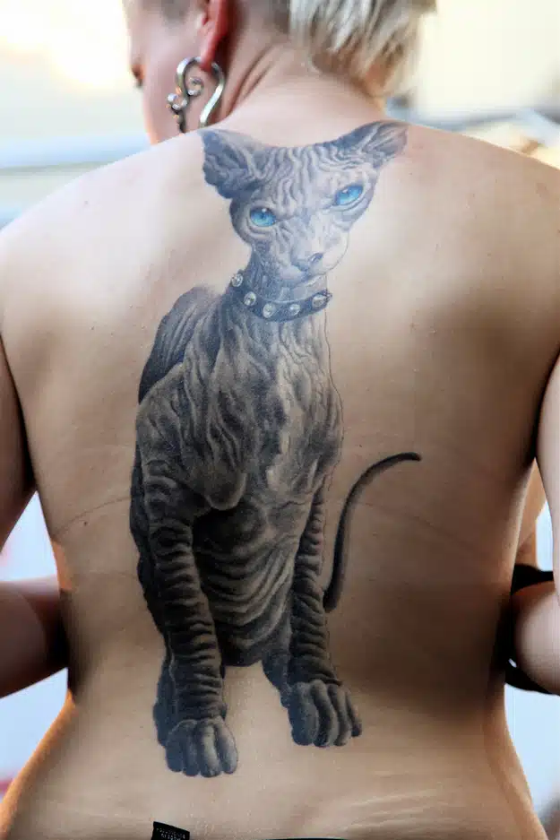 cat 3