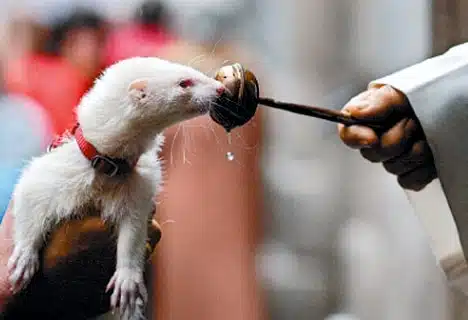 Catholics Blessing Animals - weasel
