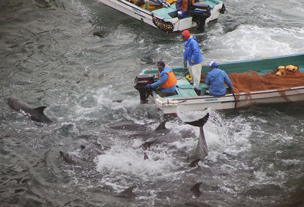 Japan Dolphin Hunt