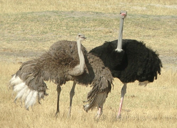 Ostrich Tunbridge Wells - two wild