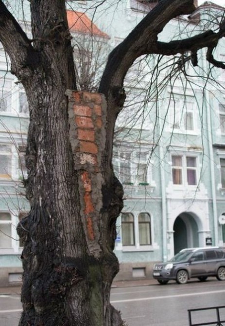 Russia With Love - Tree Filler