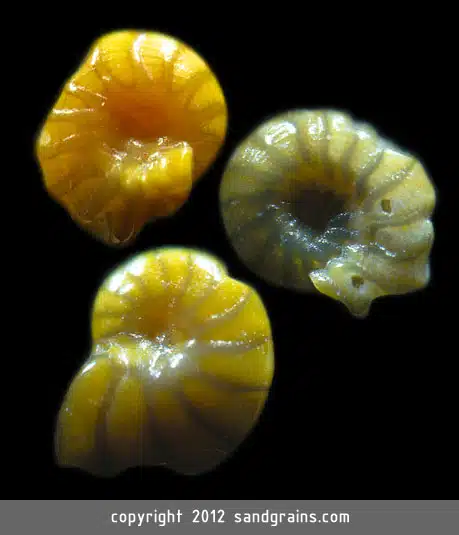 Sand Grains 1