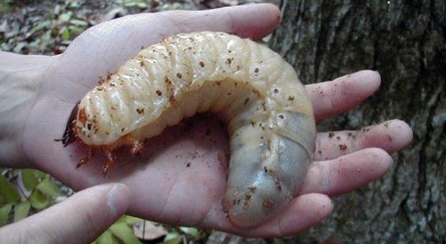 10 Really Weird And Gross Insects 1