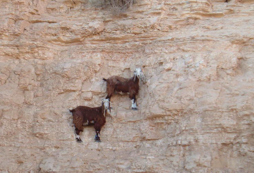 crazy-goats-on-cliffs-3