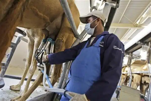 Dubai Camelicious