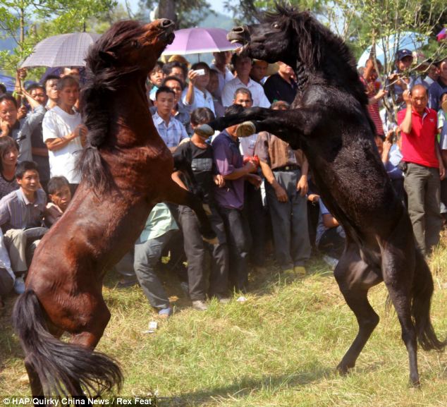 Chinese Horse Fights - New Year - black beauty
