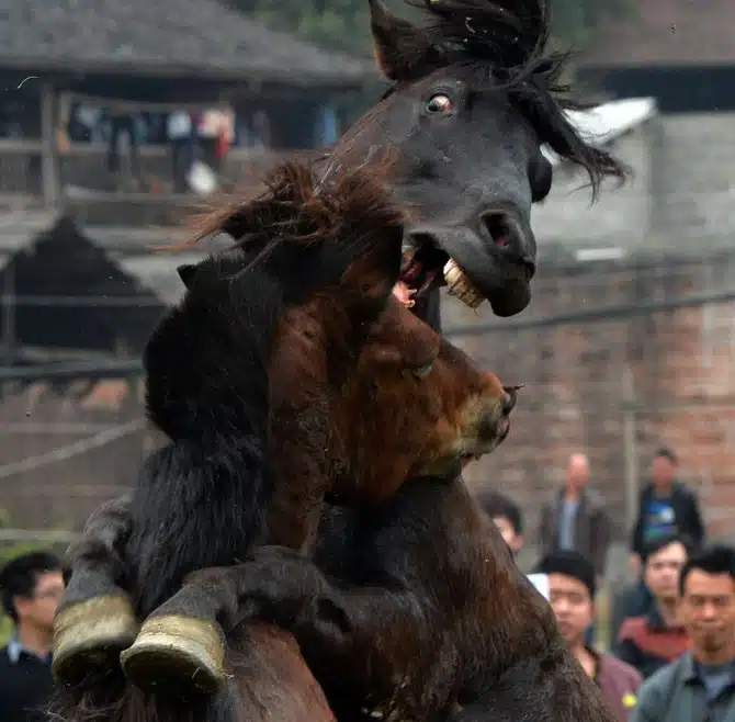 CHINA-LIFESTYLE-NEW YEAR-WILDLIFE-RIGHTS