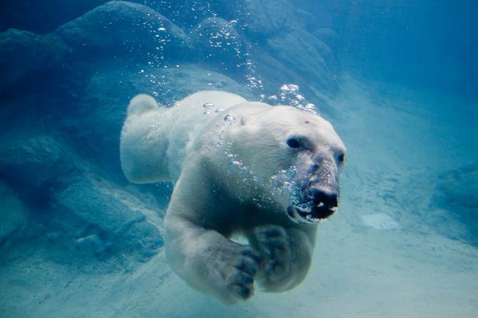 Darwin Awards - Stupid Ways To Die - Polar bear