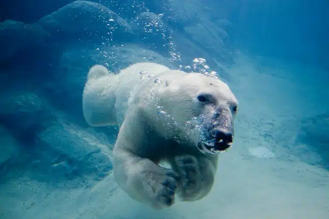 Darwin Awards - Stupid Ways To Die - Polar bear