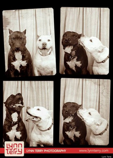 Pit Bull Photo Booth 2