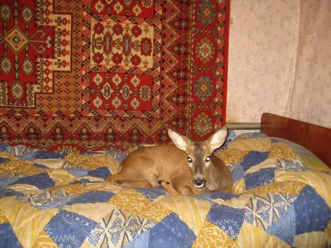 Russia With Love - bambi