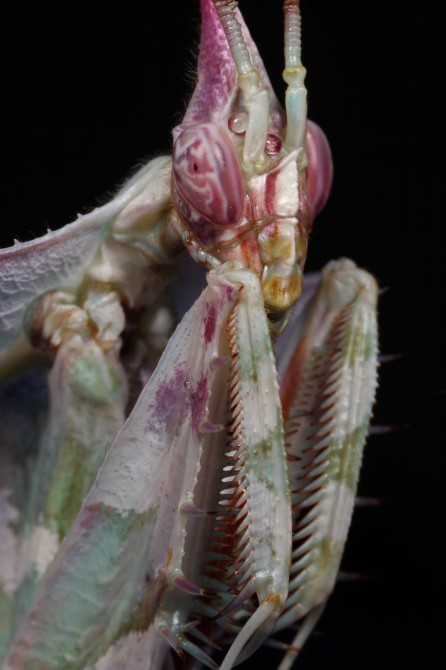 Weird Ugly Insects - Devil’s Flower Mantis or Idolomantis Diabolica 2
