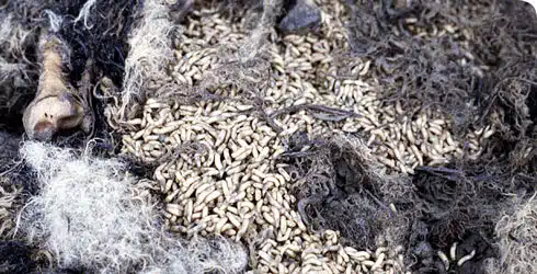 Weird Worst Execution Methods Scaphism maggots