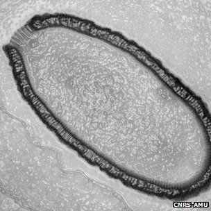 Ancient Virus 30,000 Pithovirus sibericum 2