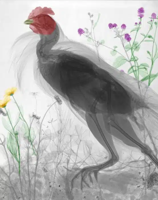 Animal X Rays 10