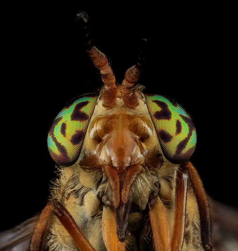 Atrthropods 22