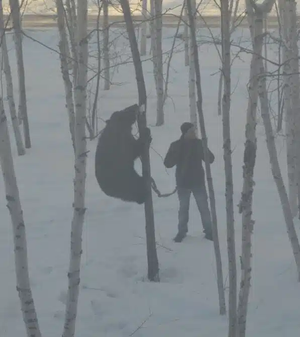 Awesome Photos From Russia With Love - bus bear snow