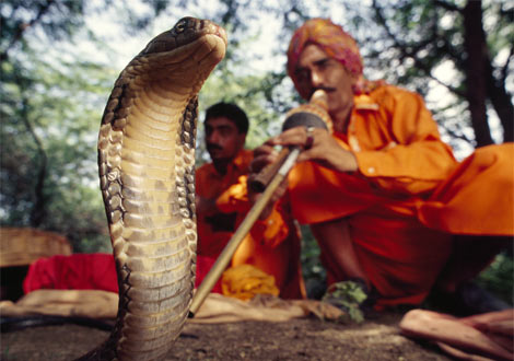 Darwin Awards - snake charmer