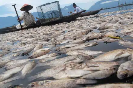 Dead Fish - Maninjau lake - Indonesia