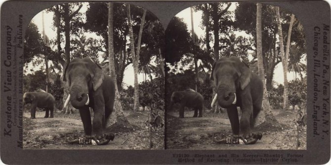 Execution death by elephant - photo