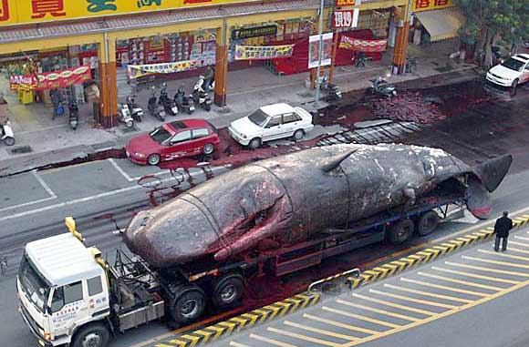 Exploding Dead Whales - Kent Motorway Taiwan