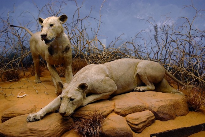 Man-Eaters - Body COunt Animals - Tsavo Lions Africa stuffed
