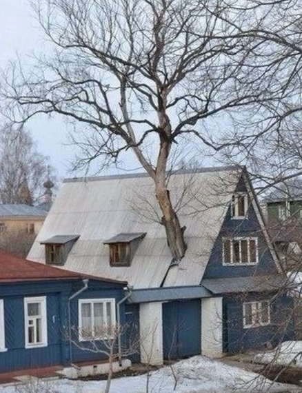 Russia Love - Tree House