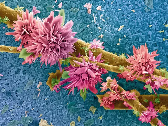 Wellcome Image Awards - Agricultural sludge