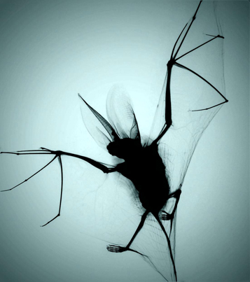 Wellcome Image Awards - Bat