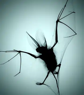Wellcome Image Awards - Bat