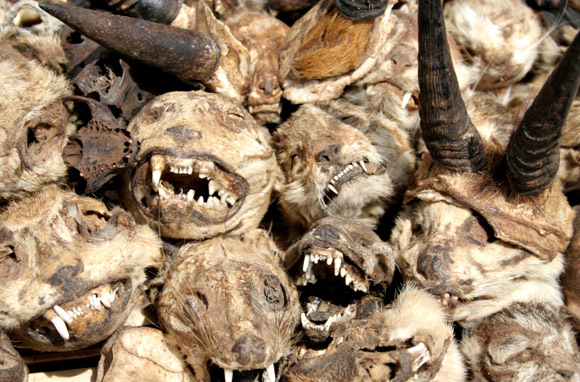 Akodessewa Voodoo Market Togo - heads