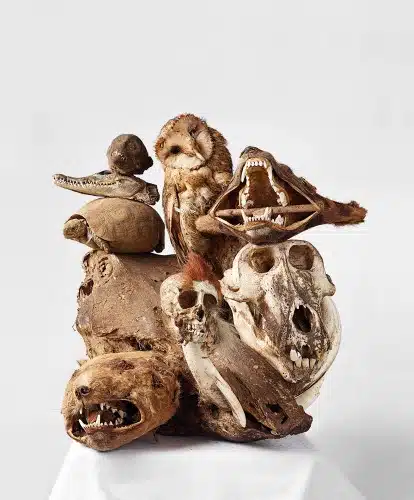 Akodessewa Voodoo Market Togo - tortoise, barn owl, mandrill, lion
