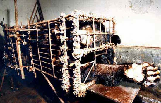 Bile Bear Farming China - front