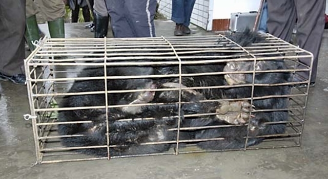 Bile Bear Farming China - petrified