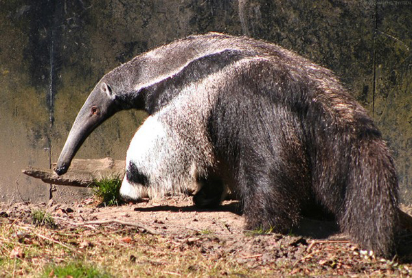 anteater2