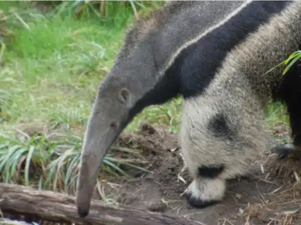 anteater5