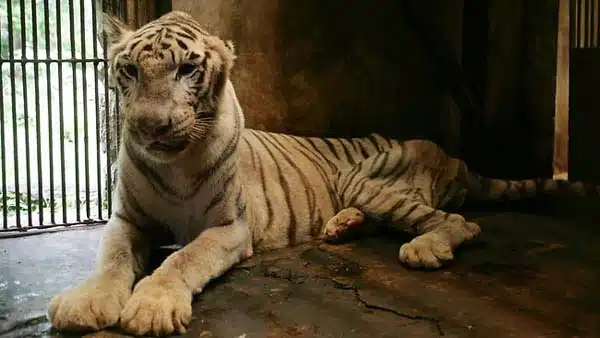 Tiger Surabaya