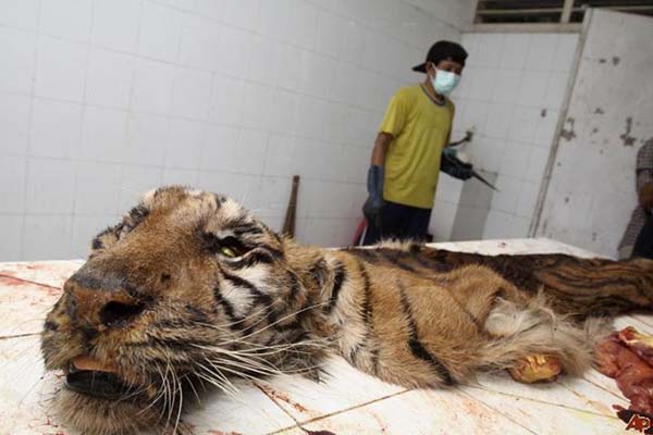 Deceased Tiger Surabaya Zoo
