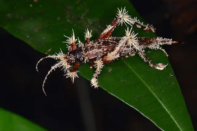 Cordyceps Cricket