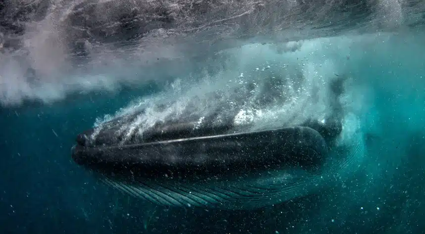 Diver Almost Eaten By Whale 3