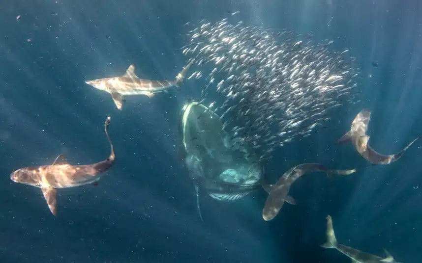 Diver Almost Swallowed By Whale 1