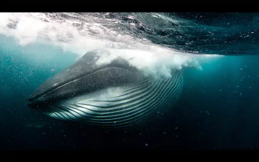 Diver Almost Swallowed By Whale 2