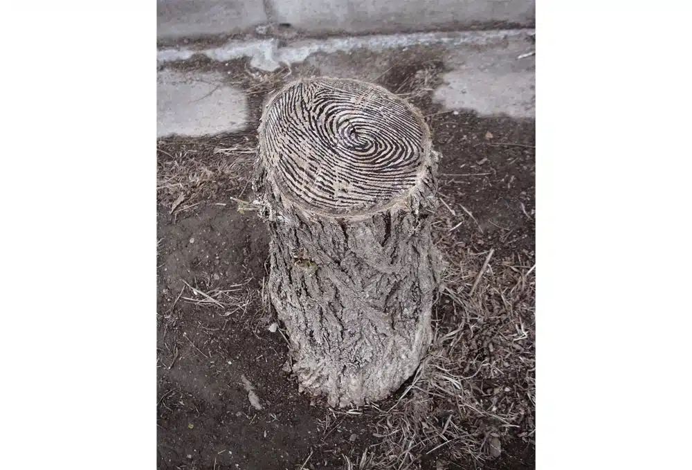 Pejac 6