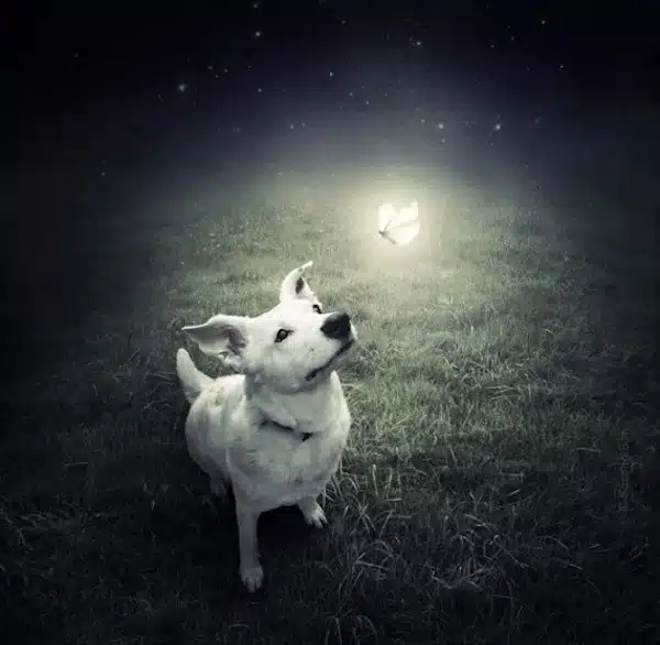 Rescue-Dogs-6