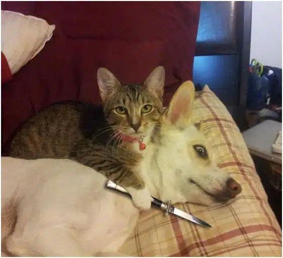 Russia With Love - cat knife and dog