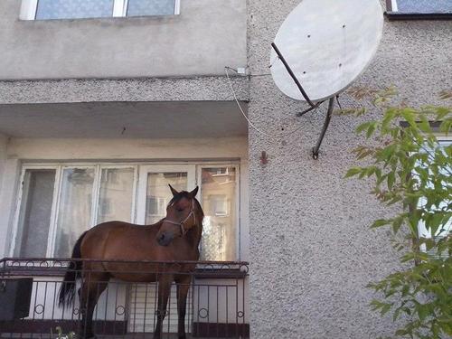 Awesome Photos From Russia With Love - Horse balcony